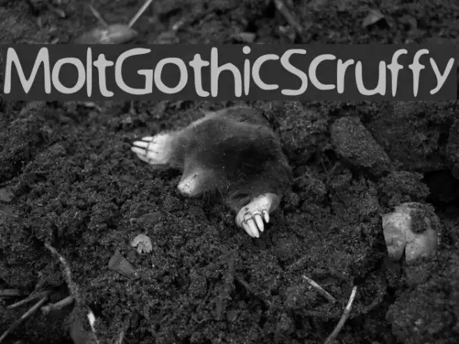 Molt_Gothic_Scruffy Example 3