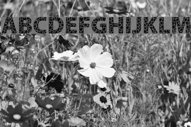 Moltissimo Hearted borders Font examples