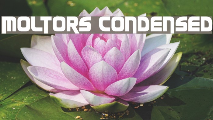 Moltors Condensed Font examples