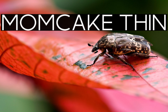 Momcake Thin Example 1