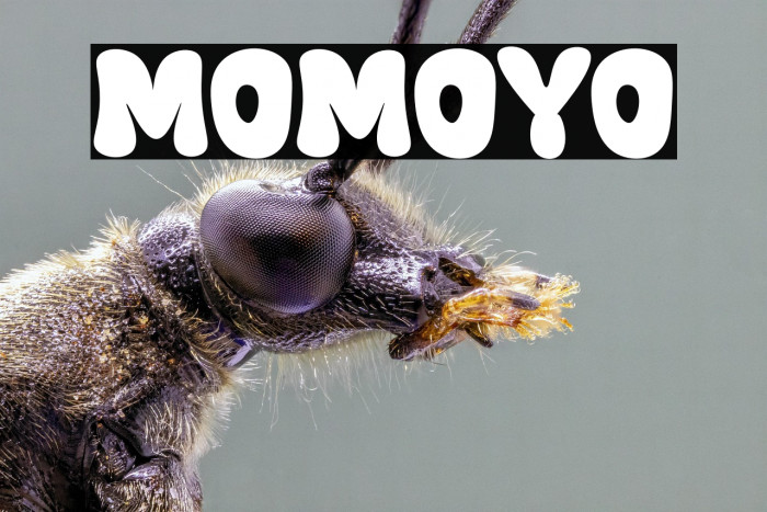 Momoyo Example 2