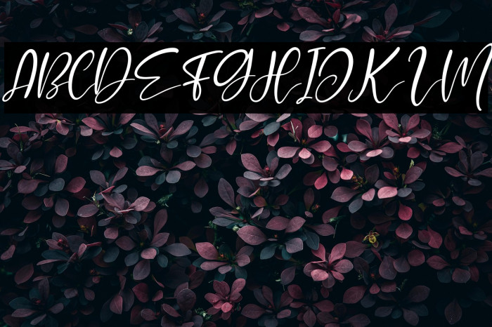 Momshine Italic Example 1