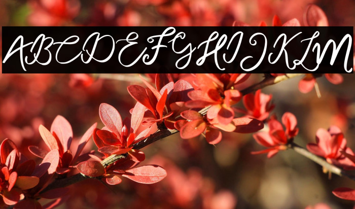 MonalisaFREE Example 2