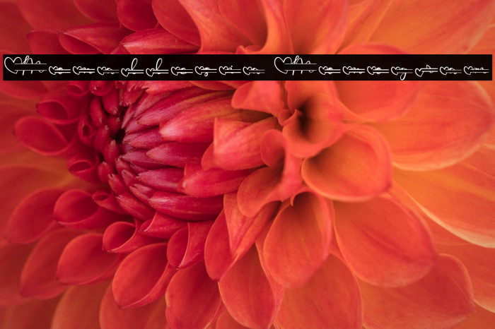 Monallesia Monogram Example 3