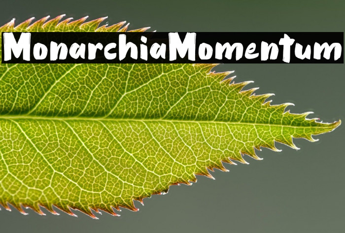 Monarchia Momentum Example 1