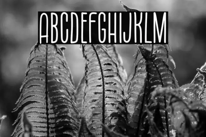 Monday Coffee 字体 examples