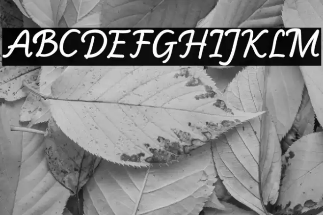 Monday Rain Caratteri examples