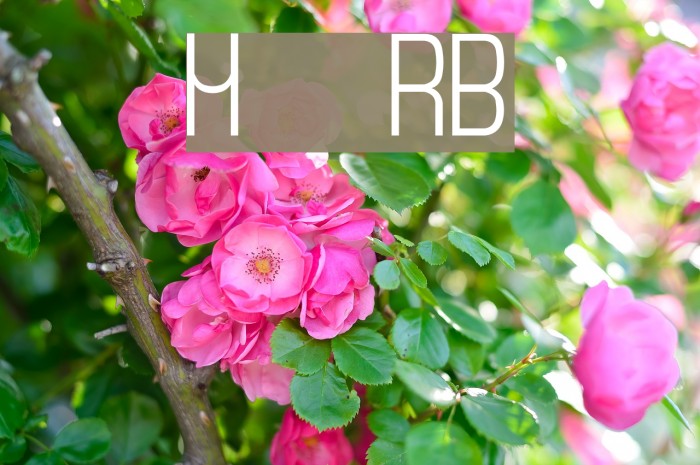 Monday [sRB] Example 3