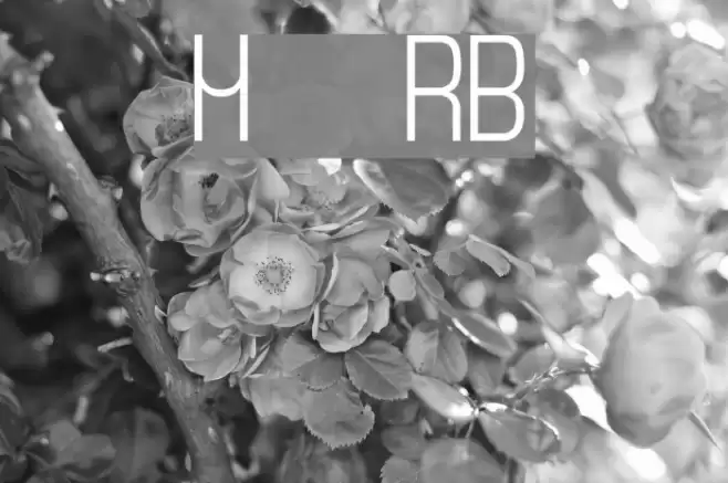 Monday [sRB] Font examples