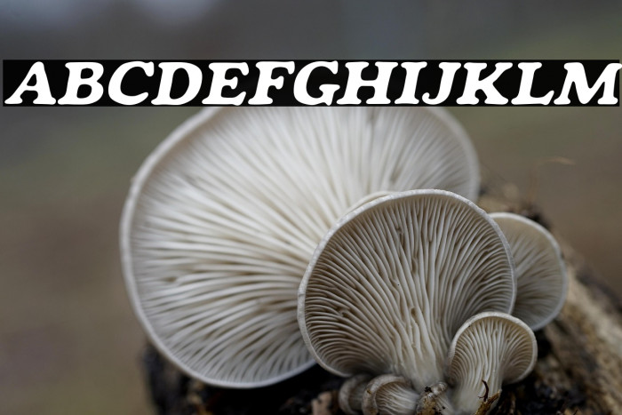 Mondeur-Italic Example 1