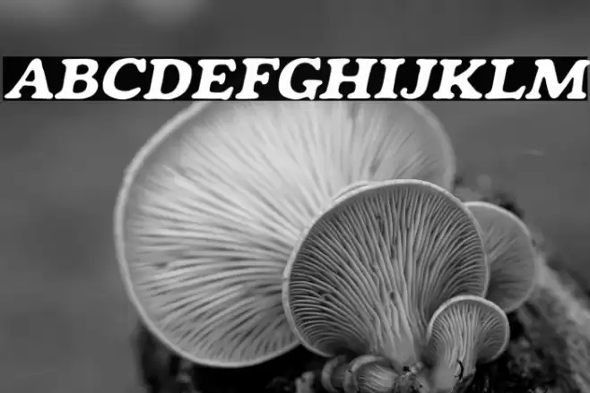 Mondeur-Italic Font examples