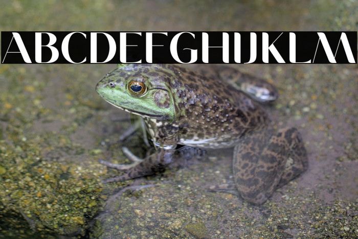 MoneaAlegante-Regular Example 2