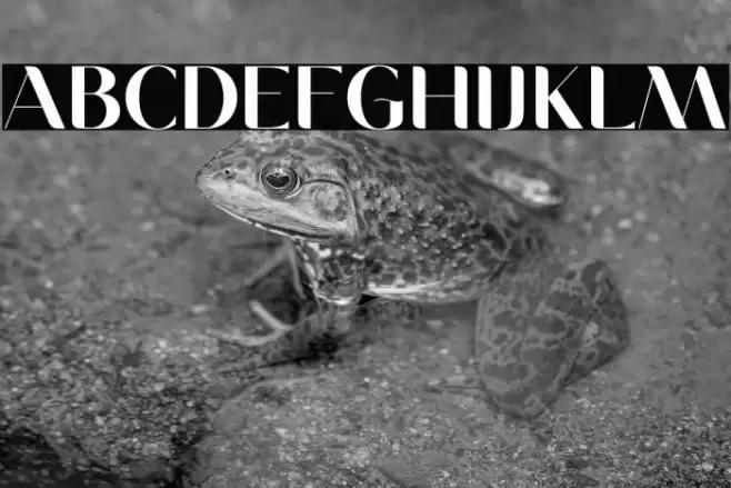 MoneaAlegante-Regular Font examples