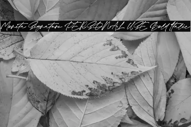 Monita Signature PERSONAL USE Bold Italic Example 2