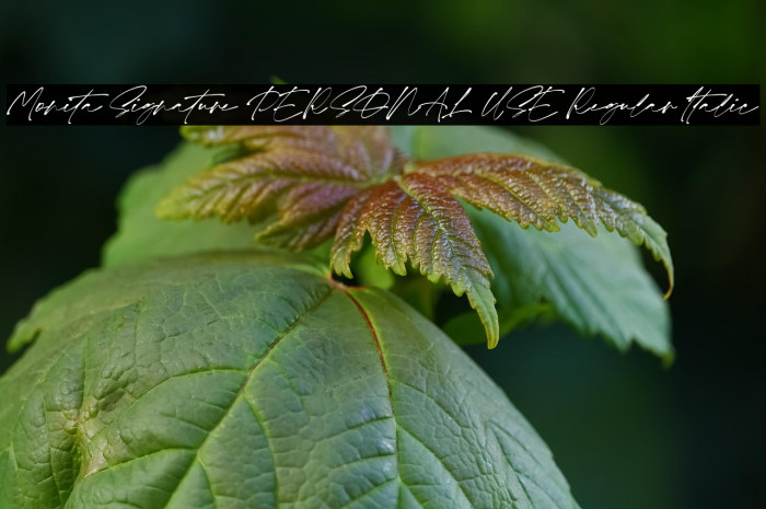 Monita Signature PERSONAL USE Regular Italic Example 1