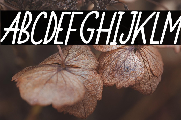 Monkey Funny Italic Example 2