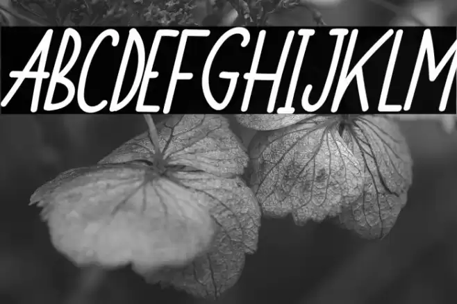 Monkey Funny Italic Font examples