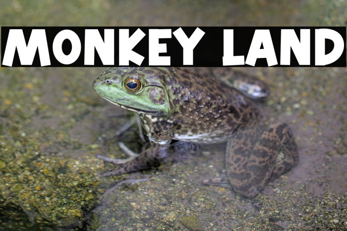 Monkey Land Example 3