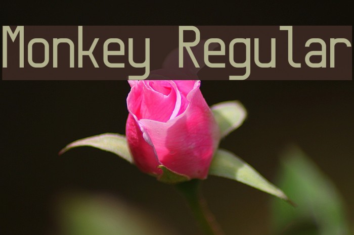 Monkey Regular Font examples