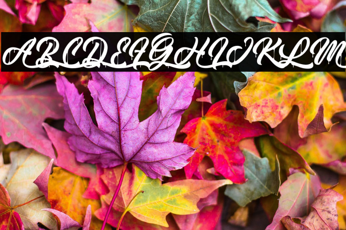 MonkeyAct-PersonalUse Example 2