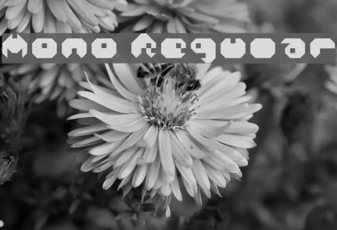 Mono Regular Font examples