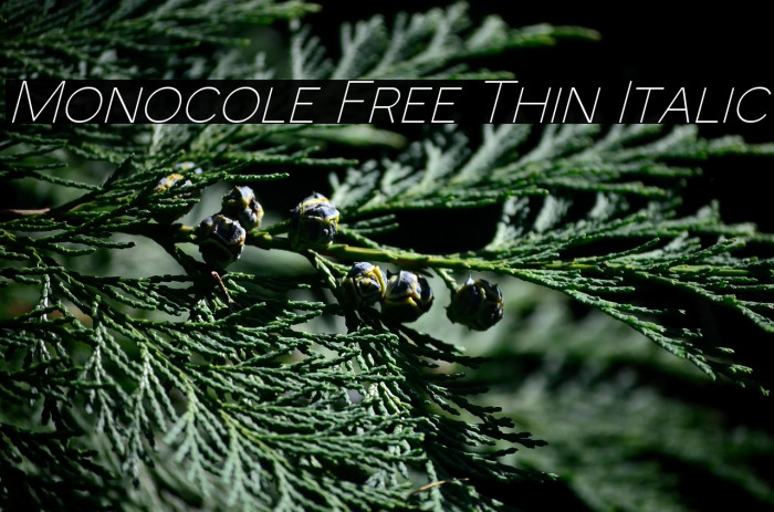 Monocole Free Thin Italic Example 2