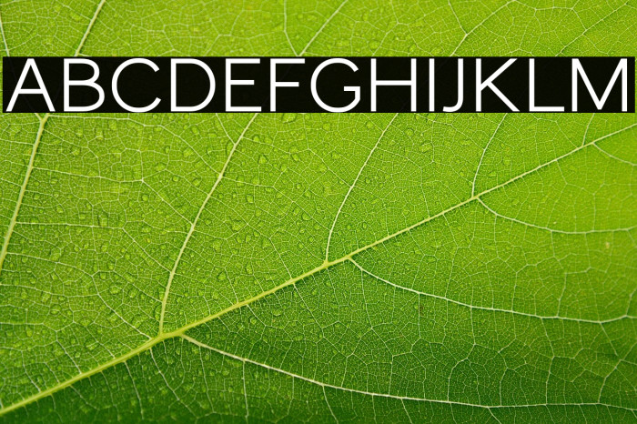 MonocoleFree-SemiBold Example 1