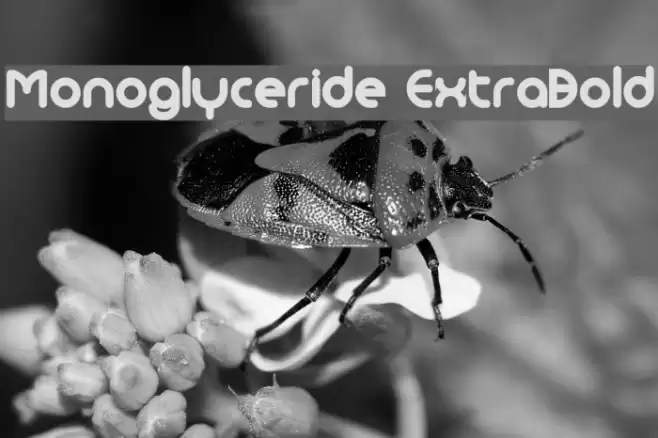 Monoglyceride ExtraBold Font examples