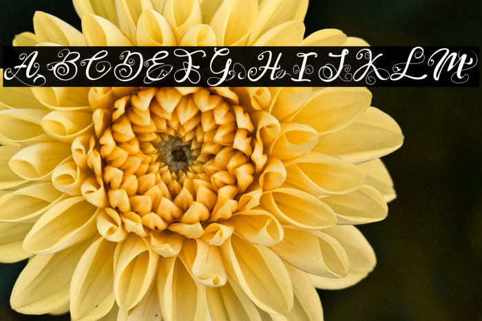 Monogram Veg Example 1