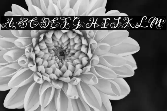 Monogram Veg Font examples