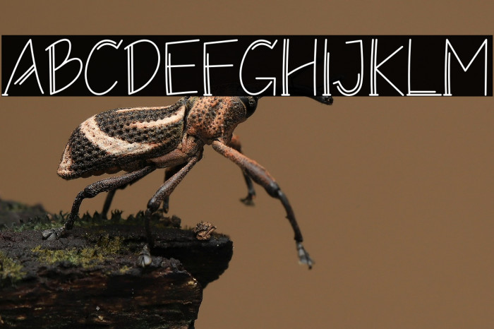 Monolism Bold Example 1