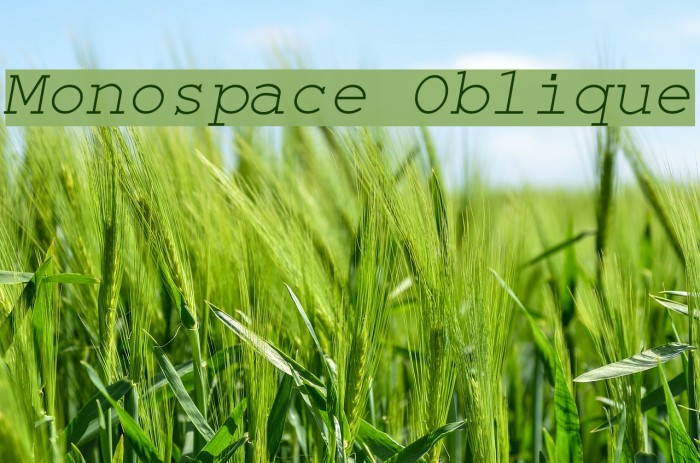 Monospace Oblique Font examples