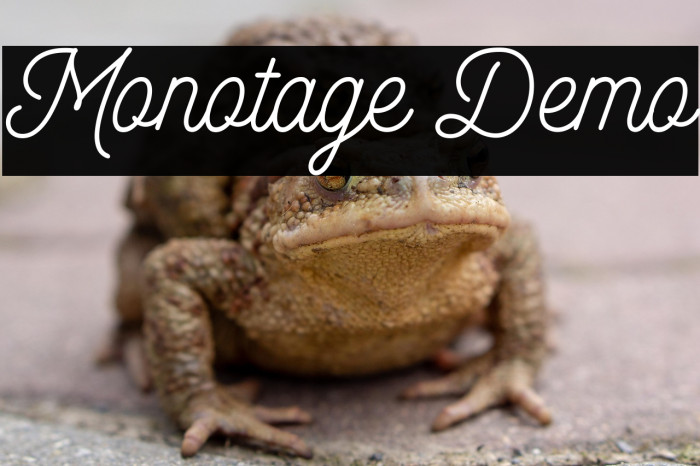 Monotage Demo Example 1