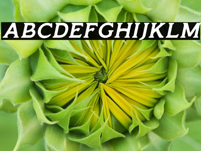 MonsierFree-Italic Example 1