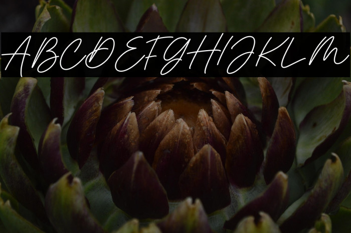 Monstera Jam Bold Example 3