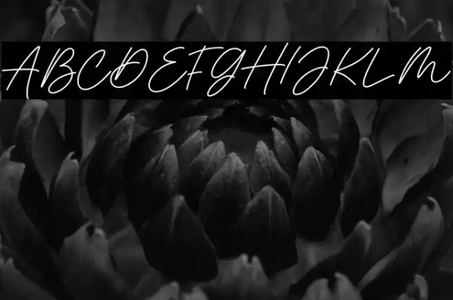 Monstera Jam Bold Caratteri examples