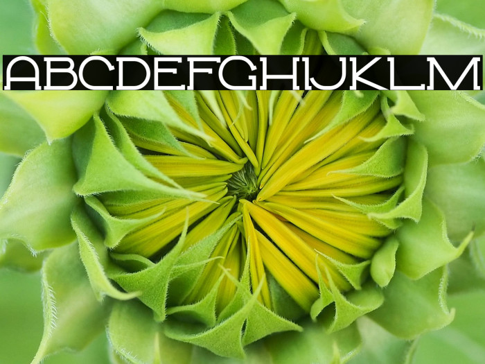 Monsterio - Personal Use Example 2