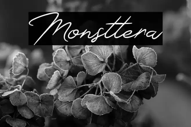Monsttera Font examples