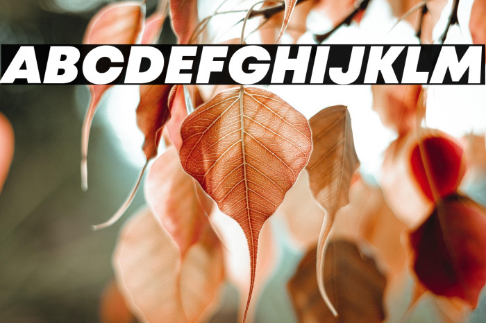 Mont Blanc-Trial Black Italic Example 1