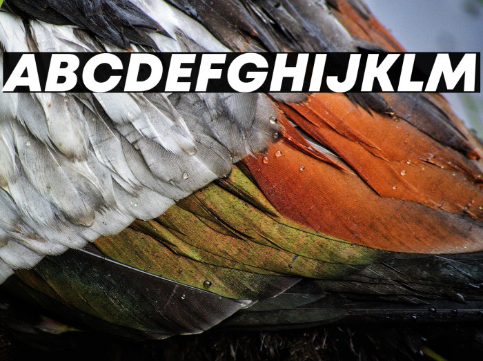 Mont Blanc-Trial ExtraBold Italic Example 1