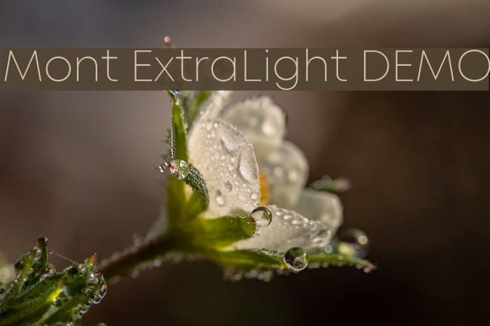 Mont ExtraLight DEMO Font examples