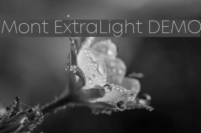 Mont ExtraLight DEMO Example 1