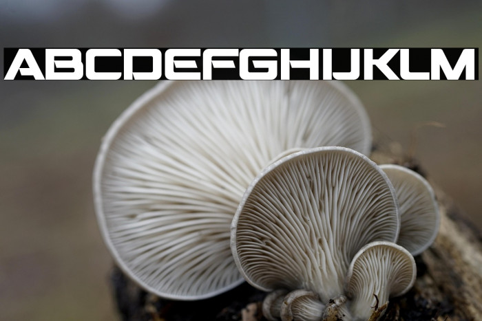 Montalban Bold Example 3