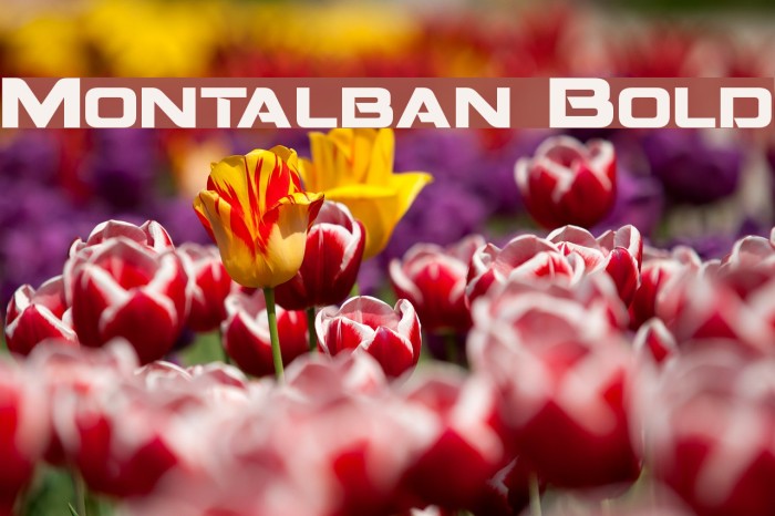 Montalban Bold Font examples