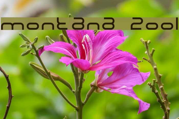 Montana 2001 Font examples