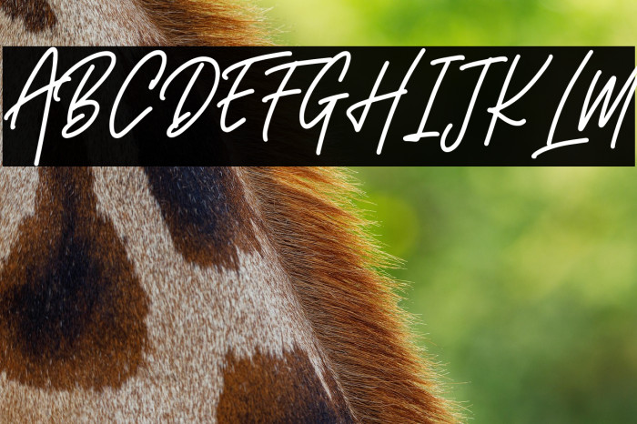 Montaseli Script Example 2