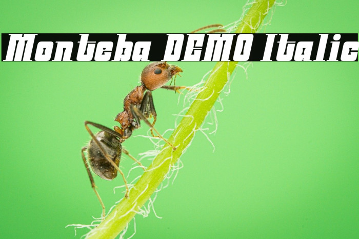 Monteba DEMO Italic Example 1
