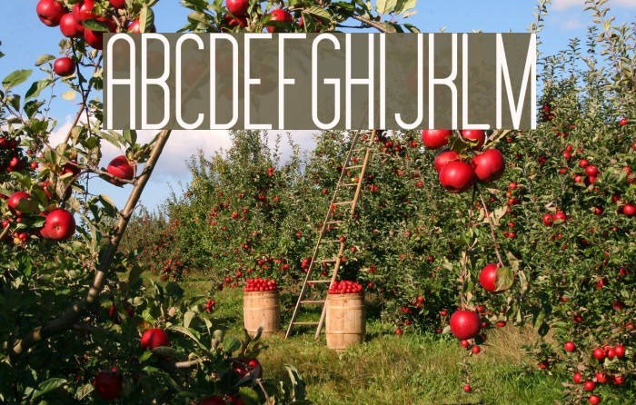 Montepetrum Bold Font examples