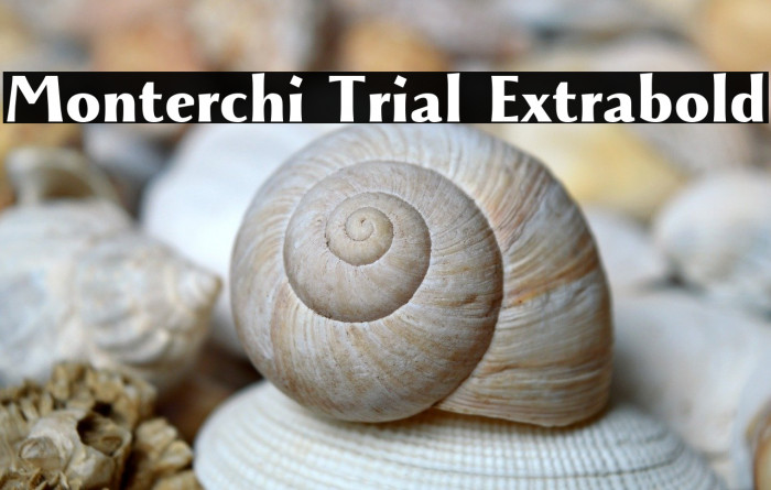 Monterchi Trial Extrabold Example 1