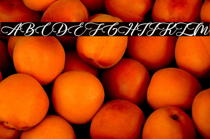 Monterey Bird - Personal Use Example 2